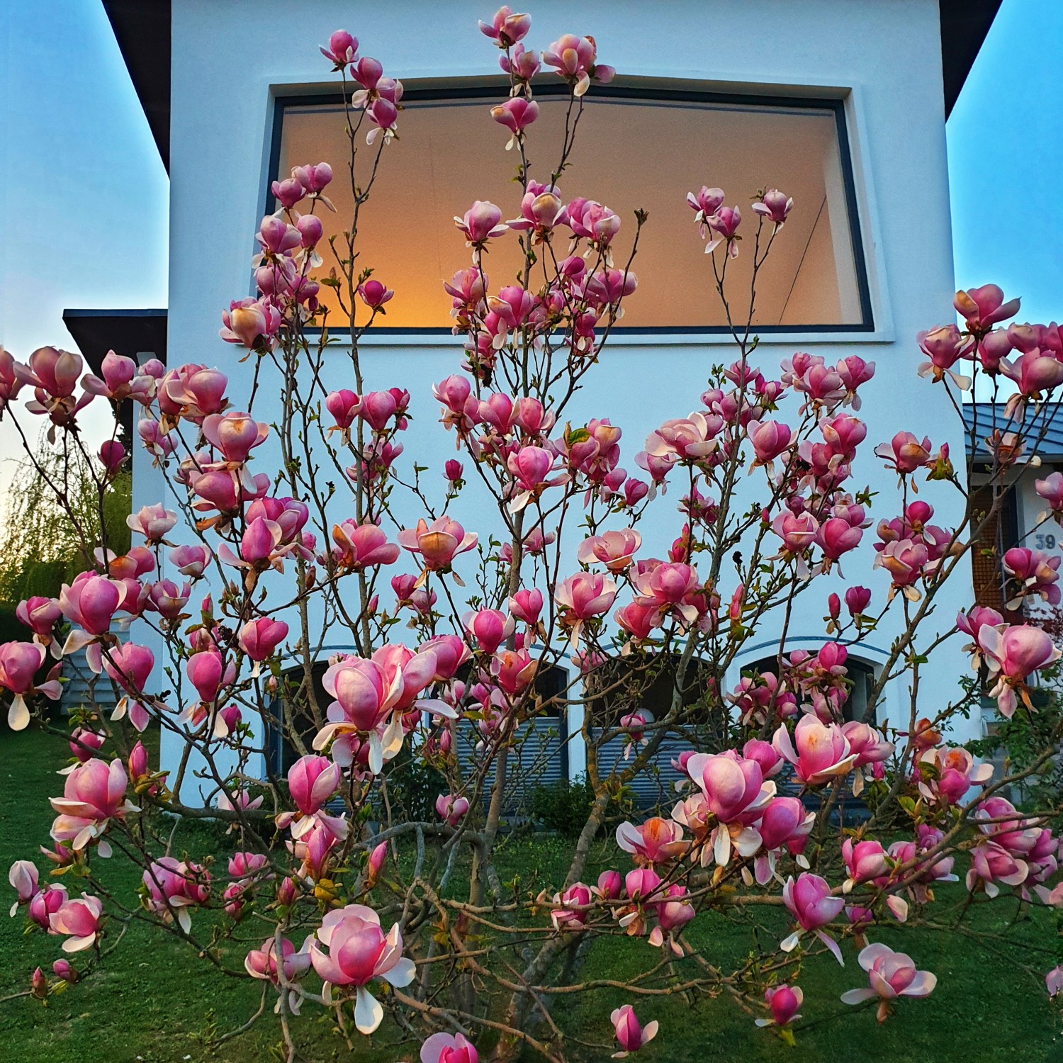 Tulip tree in a home's front yard