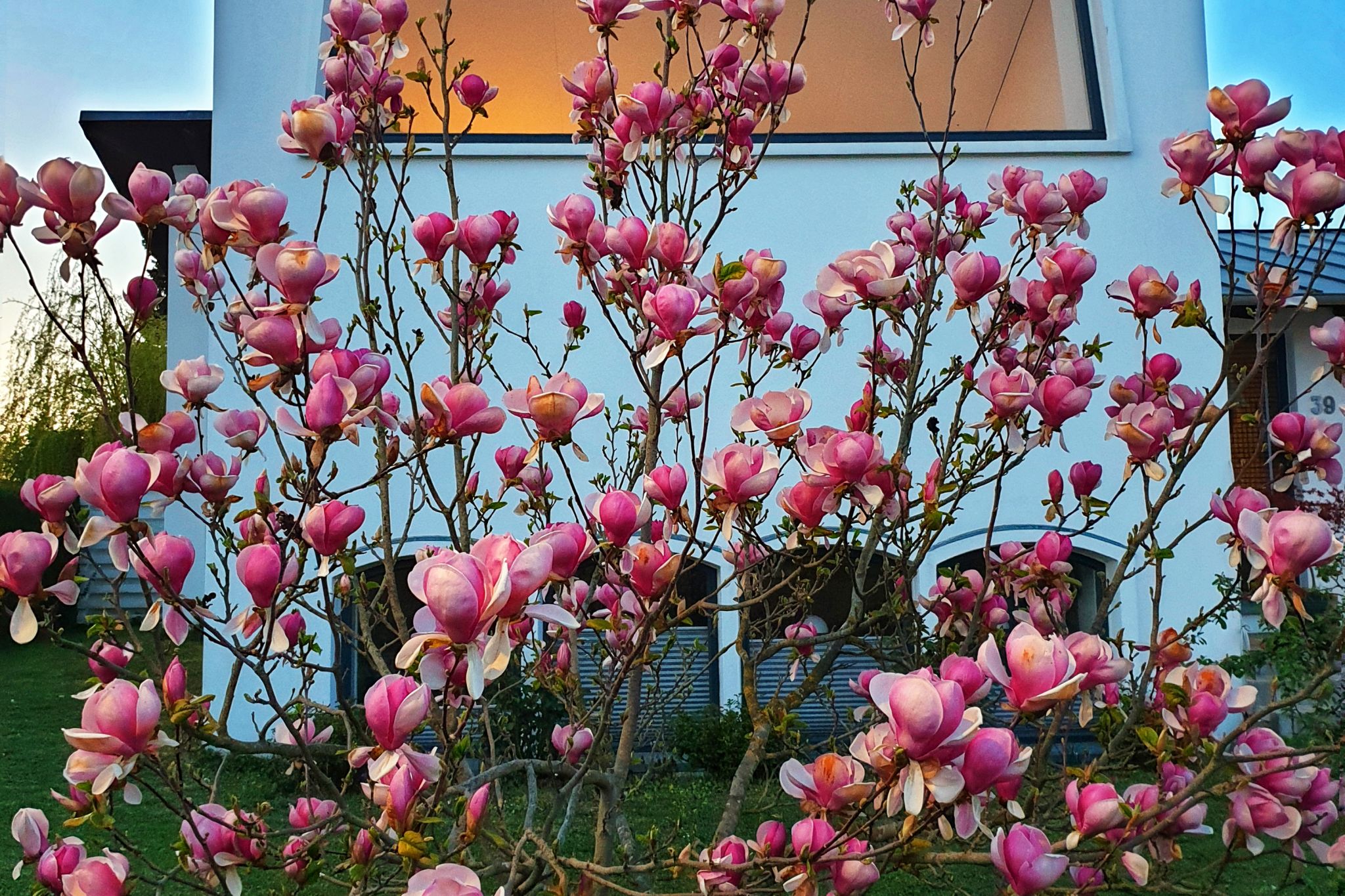 Tulip tree in a home's front yard