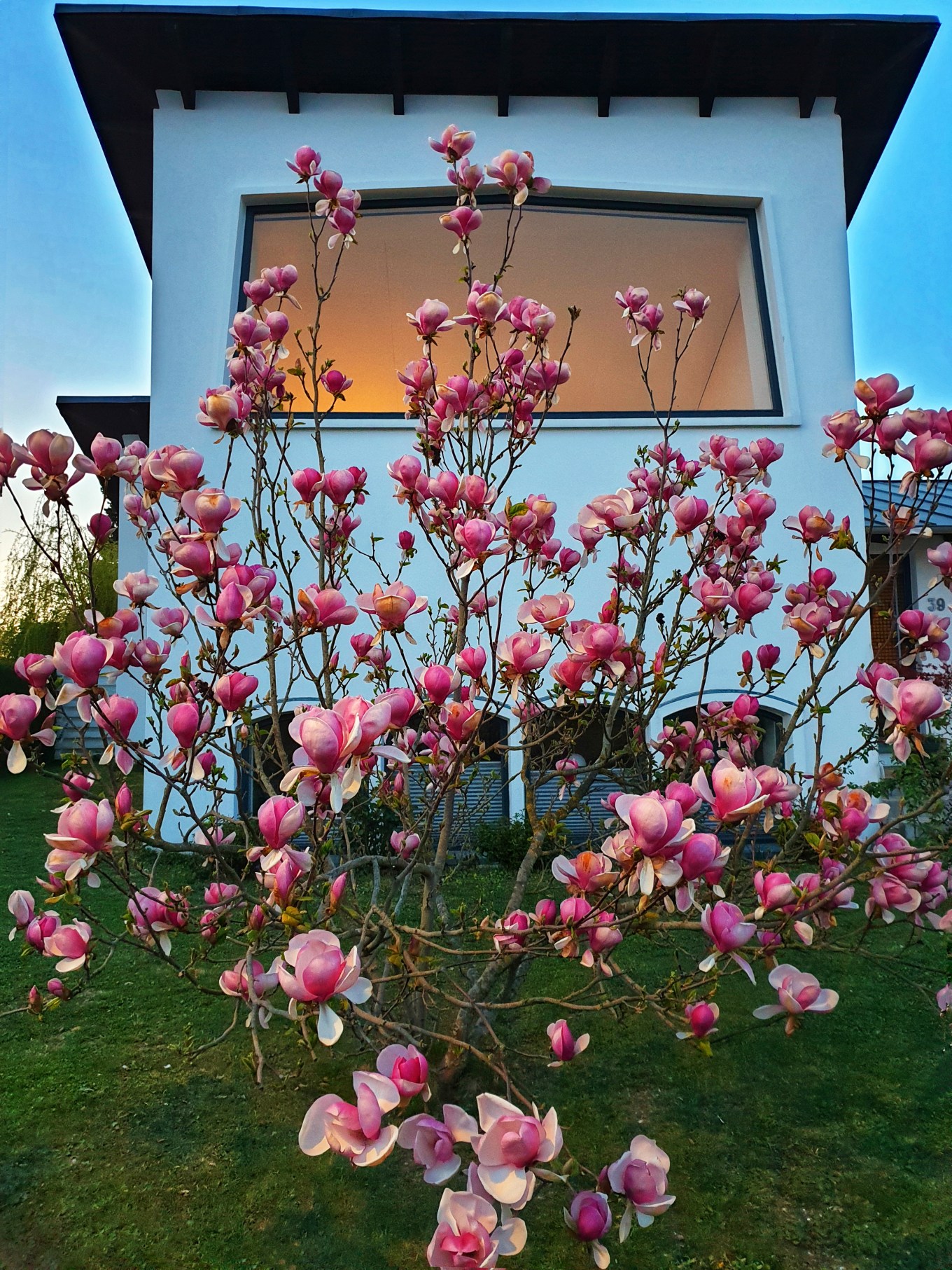 Tulip tree in a home's front yard