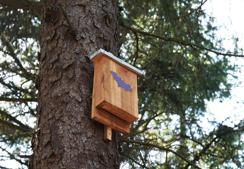 Bat box on a tree