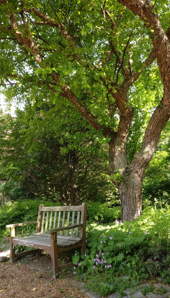 Shade tree behind home with bench