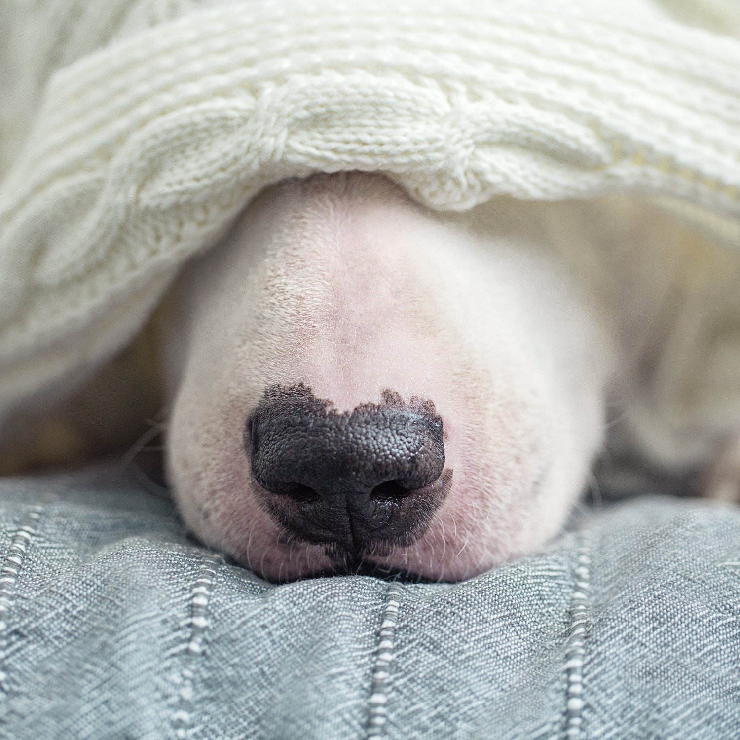 keep-home-safe-winter-storm-dog-hiding-under-blanket