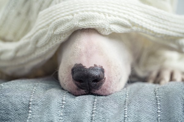 keep-home-safe-winter-storm-dog-hiding-under-blanket