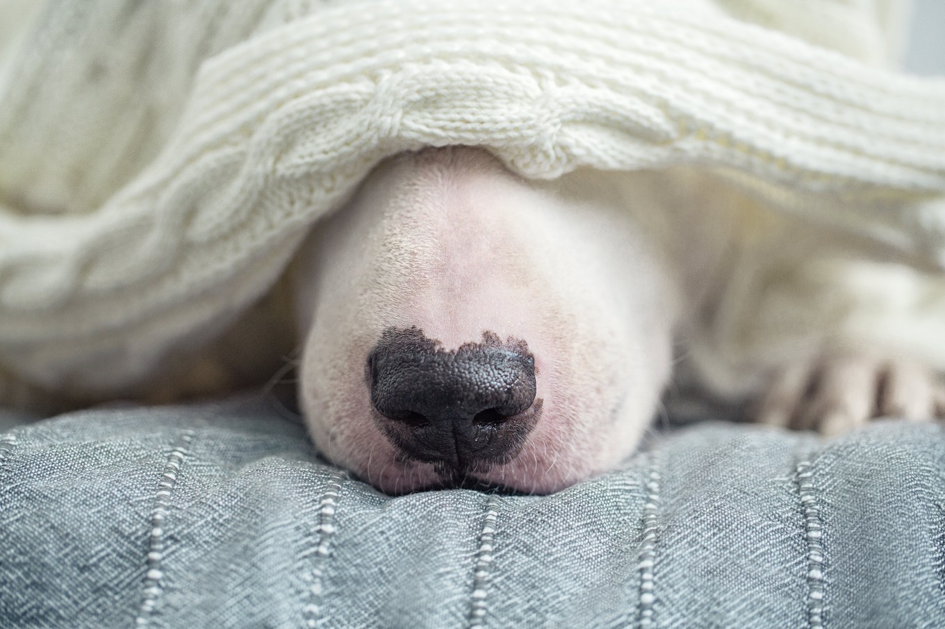 keep-home-safe-winter-storm-dog-hiding-under-blanket