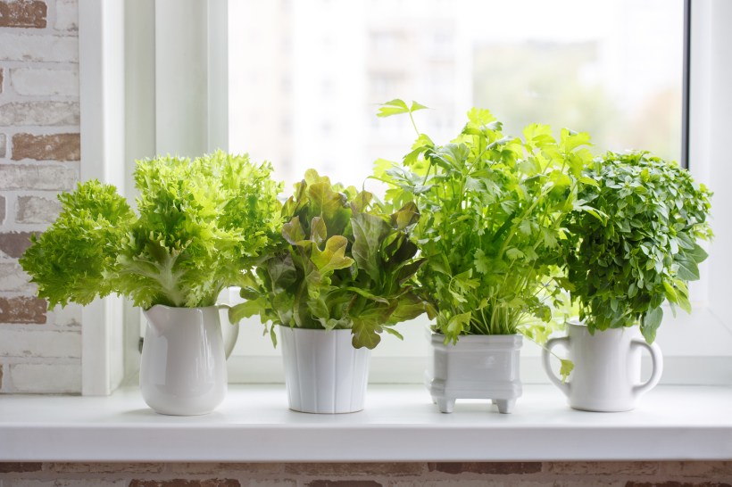 natural-kitchen-upgrade-mug-reuse-edible-plants-garden