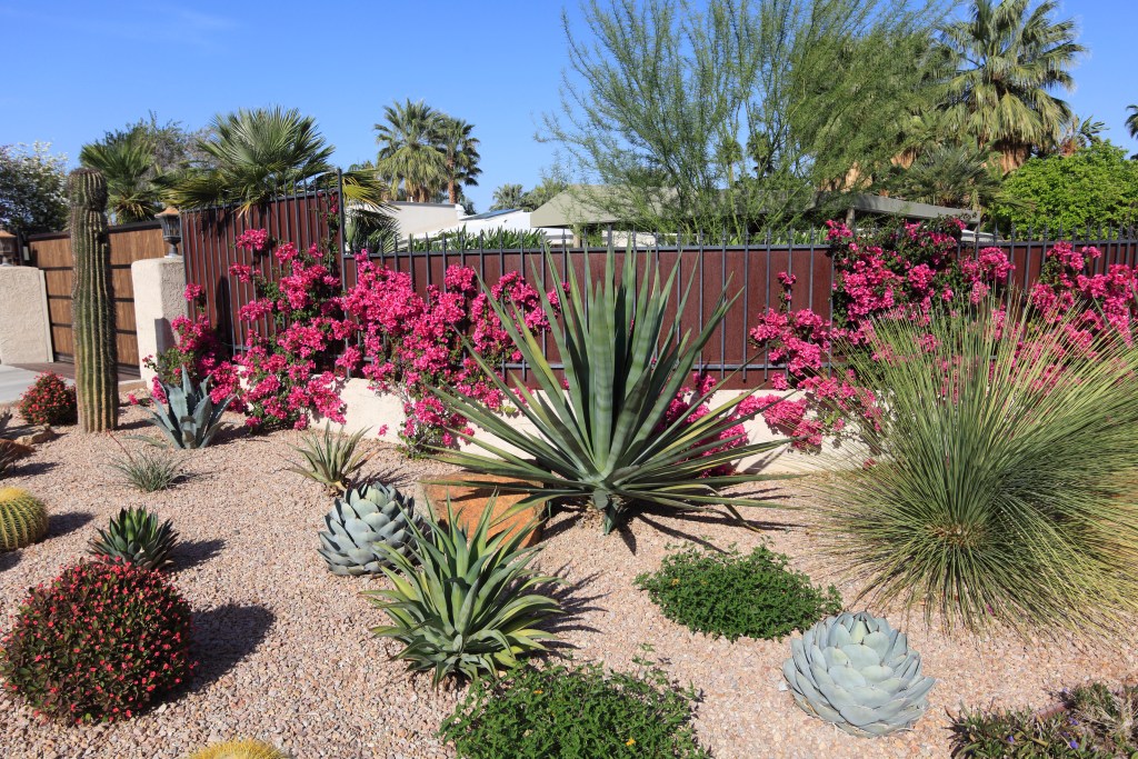 Drought-Tolerant-plants-desert-landscaping-cactus-bushes-flowers-grass