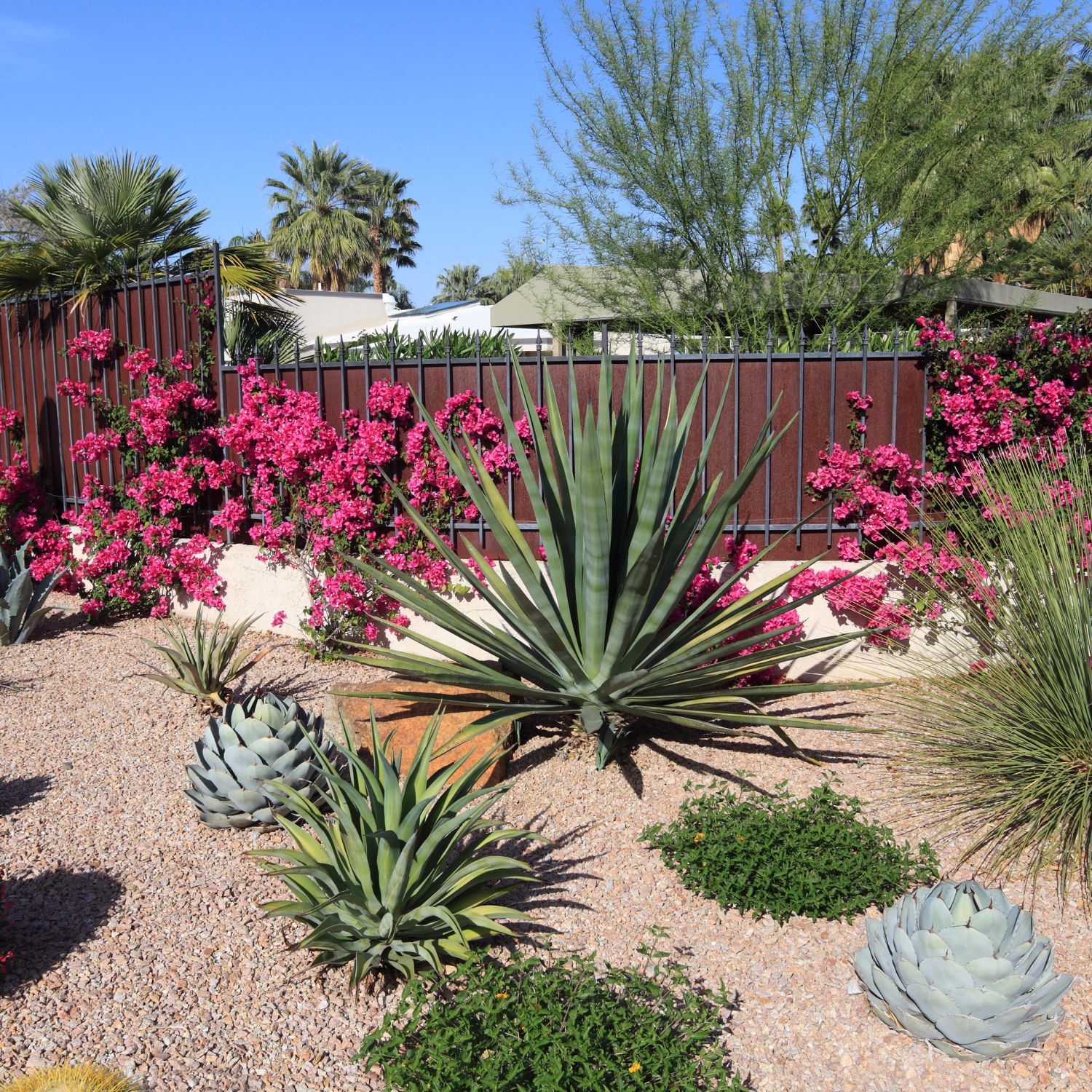 Drought-Tolerant-plants-desert-landscaping-cactus-bushes-flowers-grass