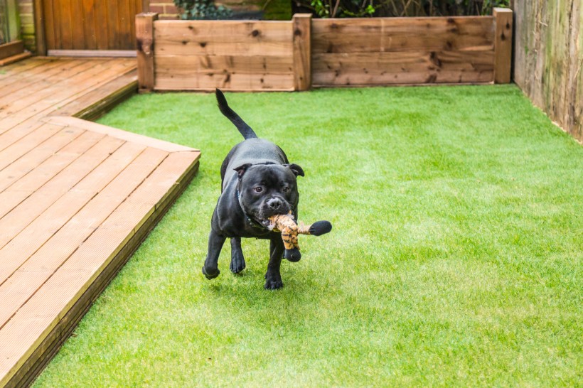 Drought-tolerant-turf-fake-grass-dog-running