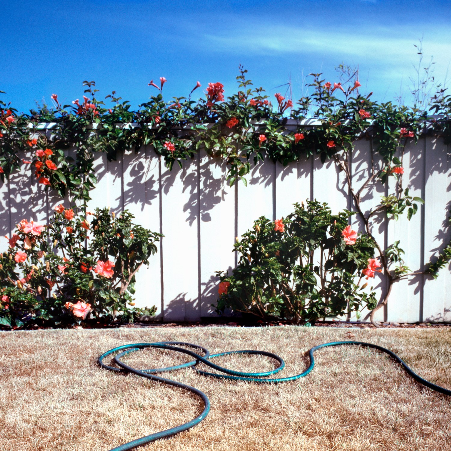 Landscaping-climate-change-hardscaping-groundcover-dead-grass-overgrown-fence