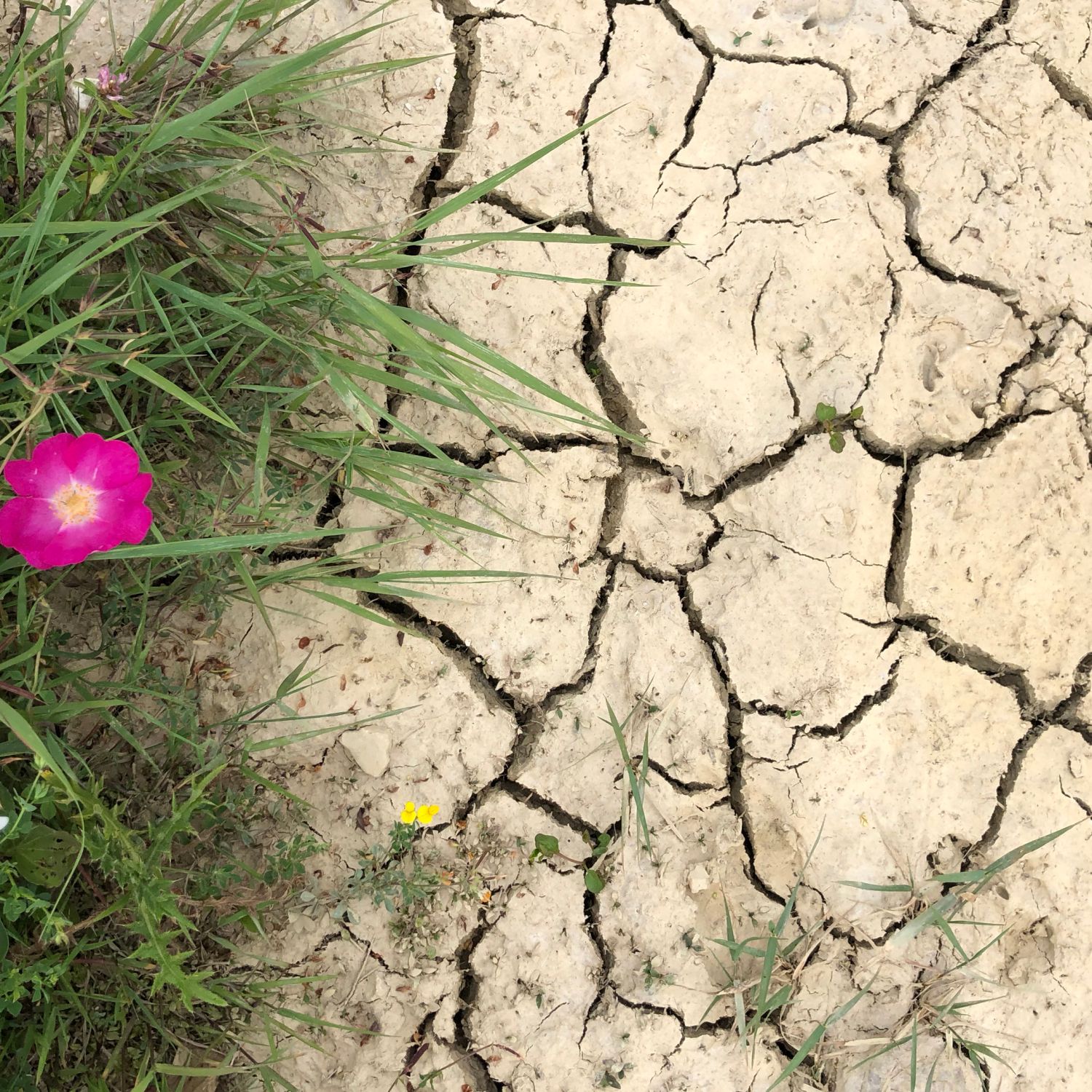 Landscaping-weather-climate-drought-growing-grass-flowers