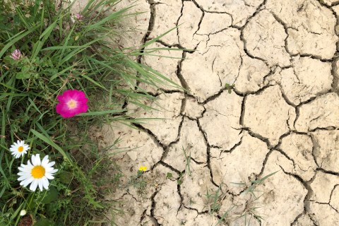 Landscaping-weather-climate-drought-growing-grass-flowers