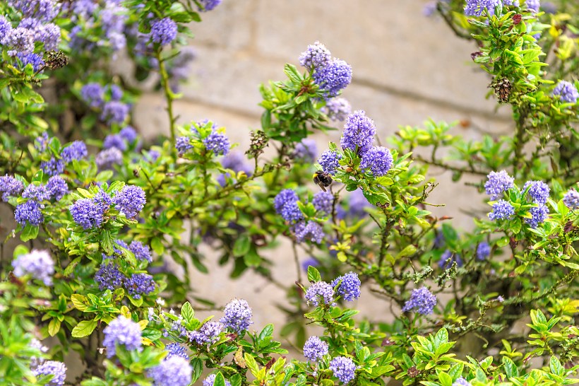 plants-dont-water-dusty-California-lilac-concha