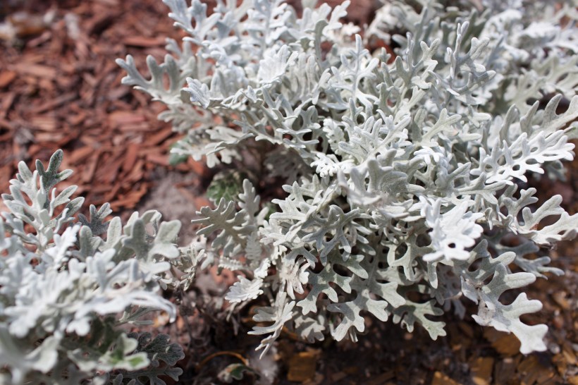 plants-dont-water-dusty-miller