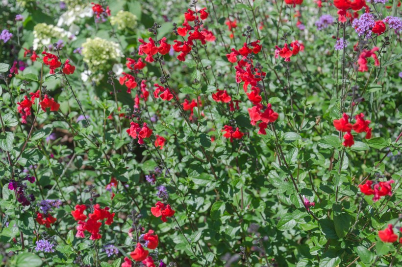 plants-dont-water-dusty-salvia-heatwave