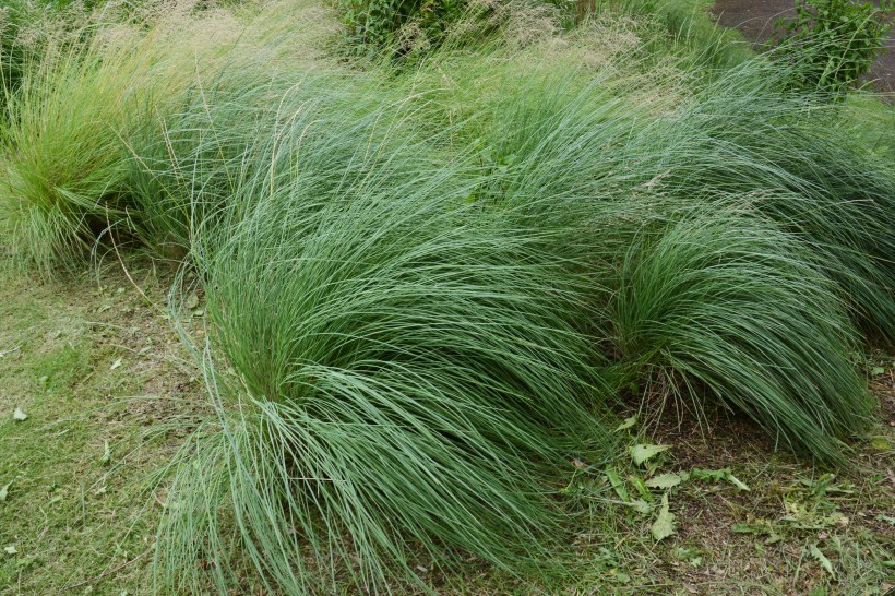 plants-dont-water-muhlenbergia-rigens-deer-grass