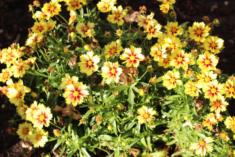 plants-dont-water-tickweed-Copreopsis-gradiflora