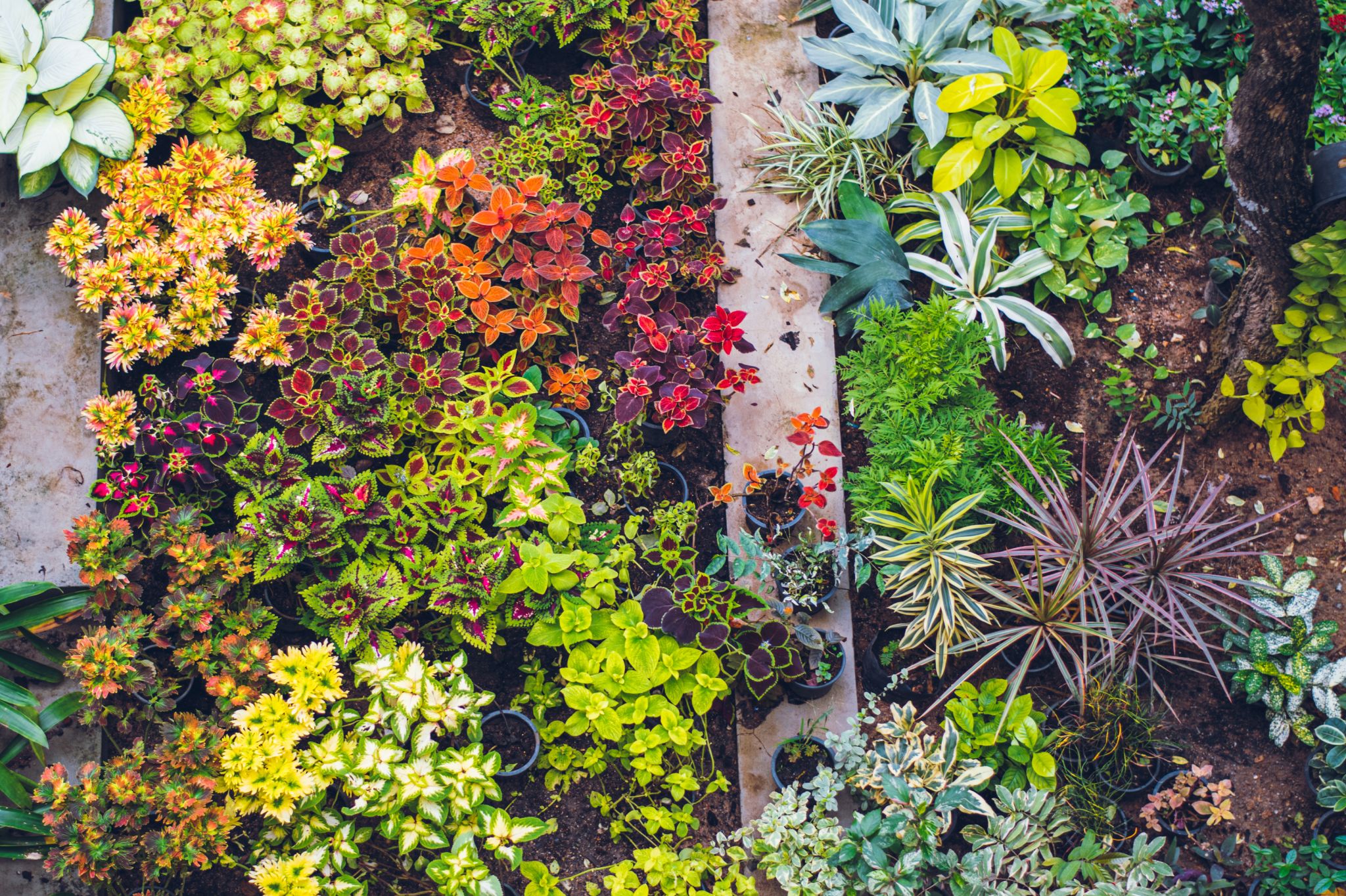 High angle view of colorful ground cover as a grass alternative.