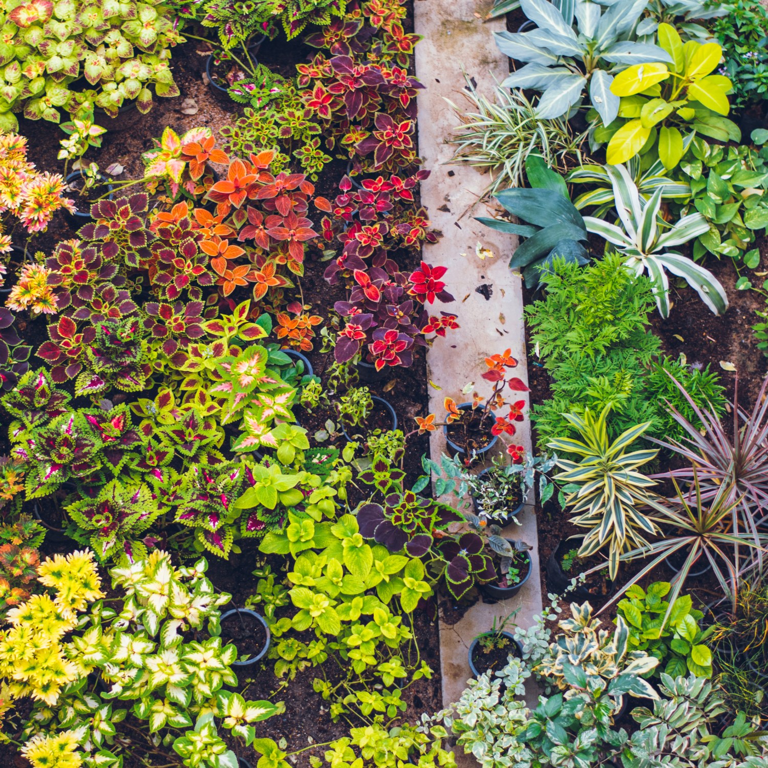 High angle view of colorful ground cover as a grass alternative.