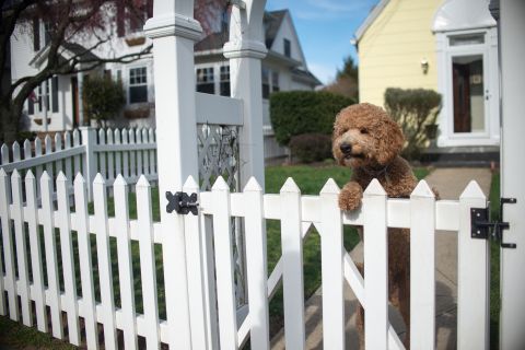 home design for pets with a brown poodle on its hind legs looking over a white picket fence of a front yard