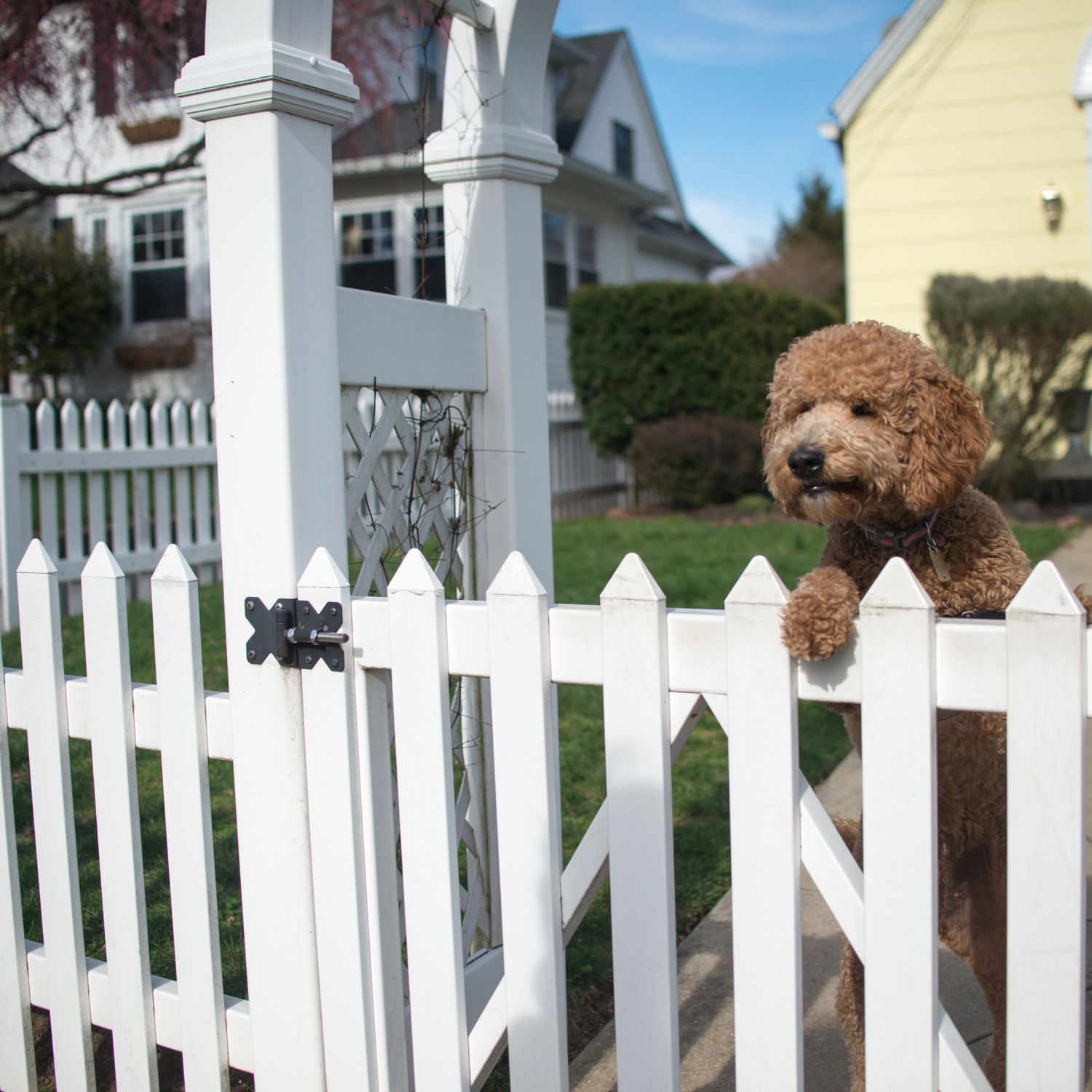 home design for pets with a brown poodle on its hind legs looking over a white picket fence of a front yard