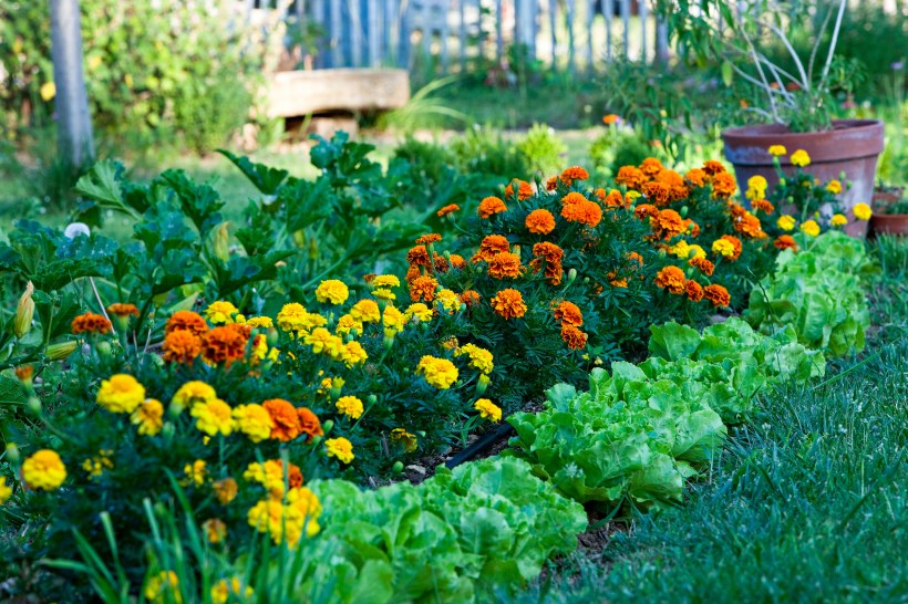 landscaping-trends-edible-garden-salad