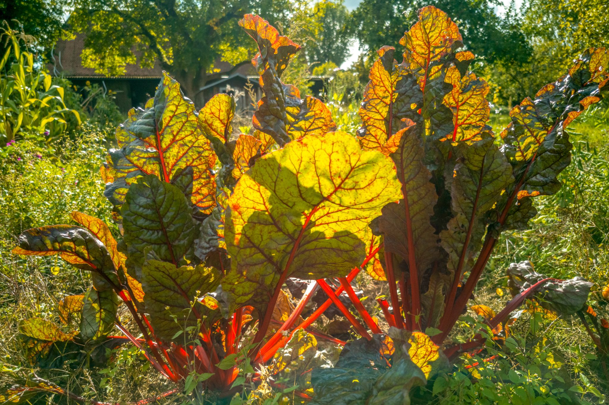 landscaping-trends-swiss-chard-edible-garden-hero