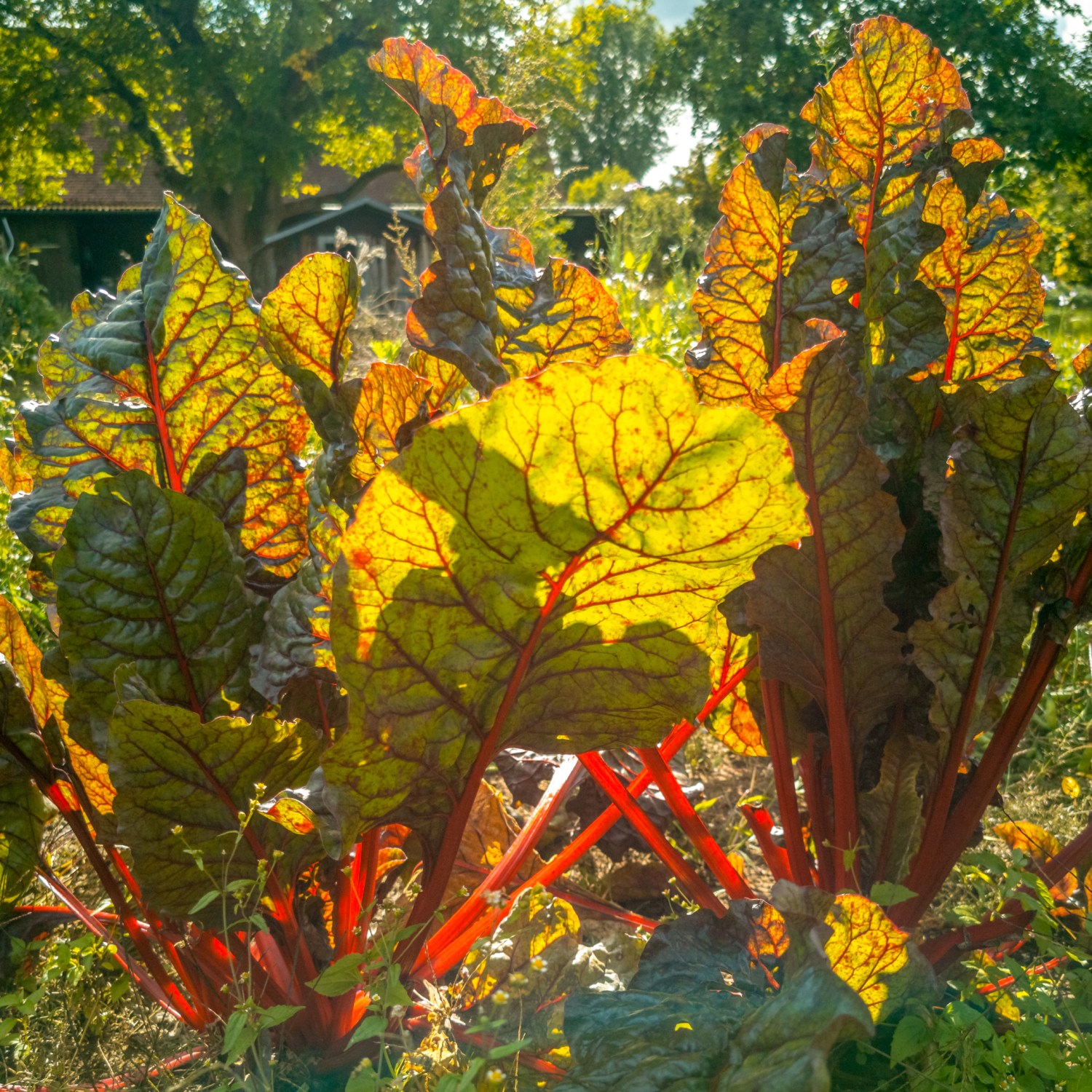 landscaping-trends-swiss-chard-edible-garden-hero