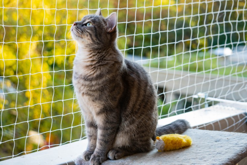 home pet patio tabby cat looking out from a balcony catio