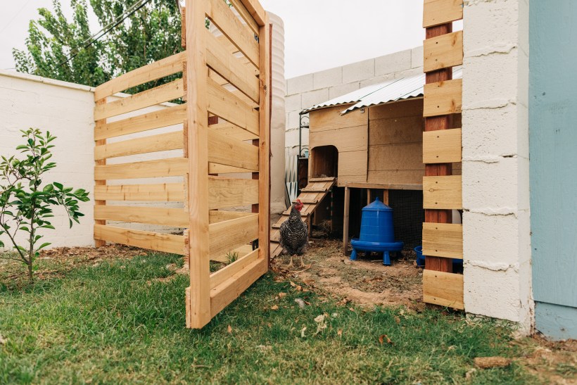 designer chicken coop hidden in a residential backyard