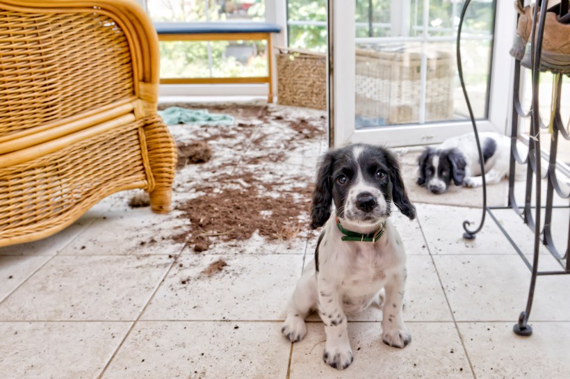 durable tile flooring covered in dirt with two dogs