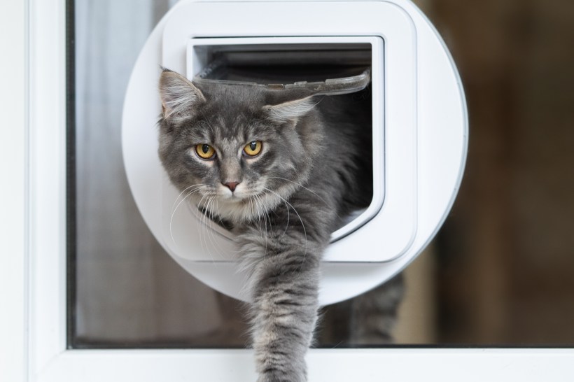 home design built in pet door blue tabby cat passing through glass door flap