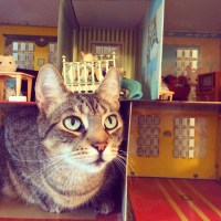 home design for pets tabby cat with green eyes sitting inside a vintage dollhouse