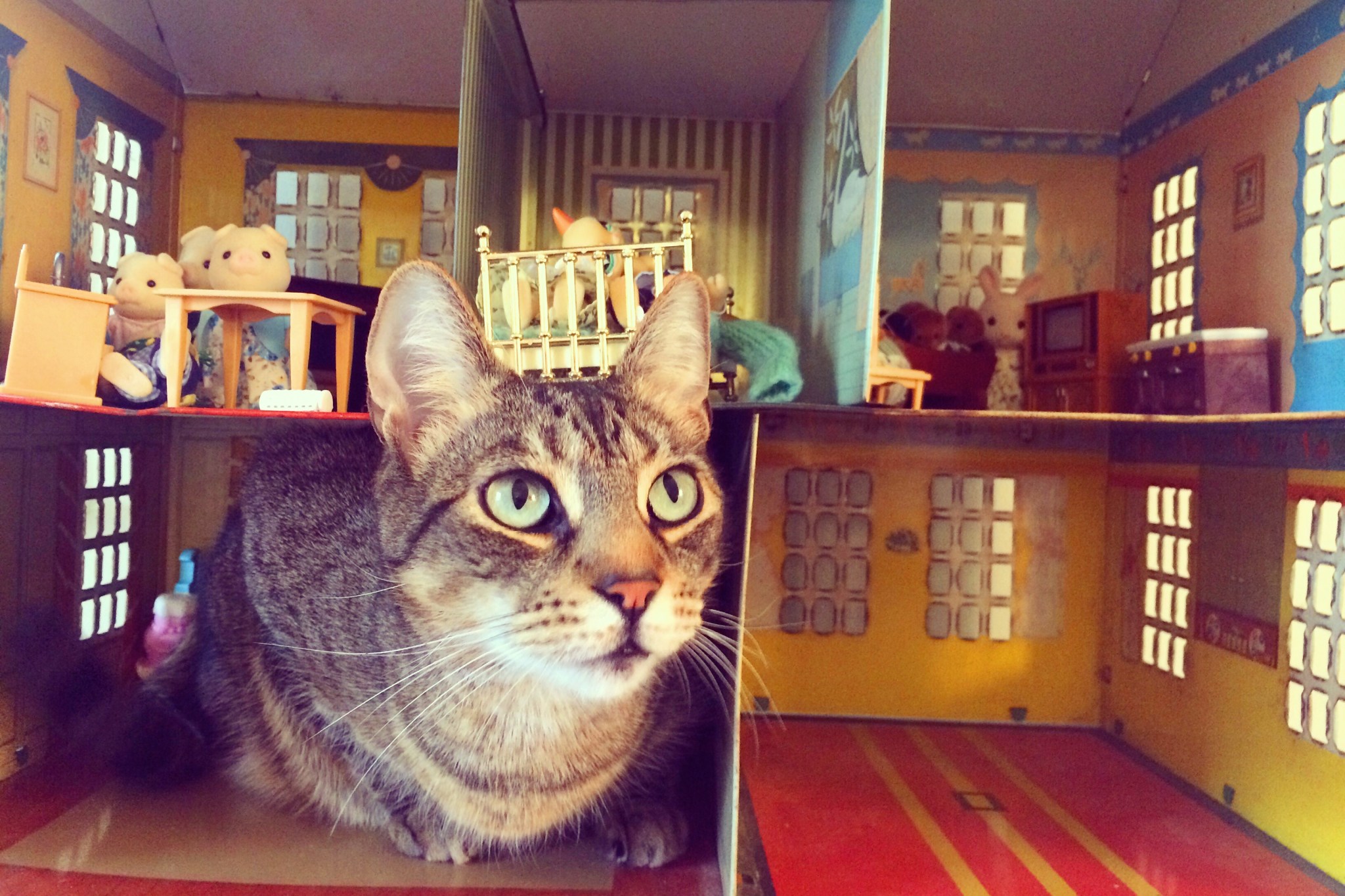 home design for pets tabby cat with green eyes sitting inside a vintage dollhouse