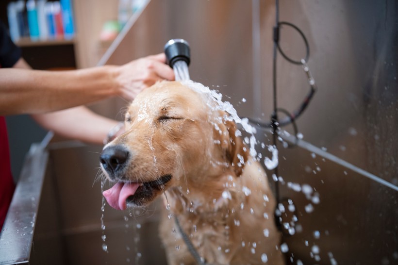 home pet bathing station a golden retriever being sprayed with a showerhead in a stainless tub