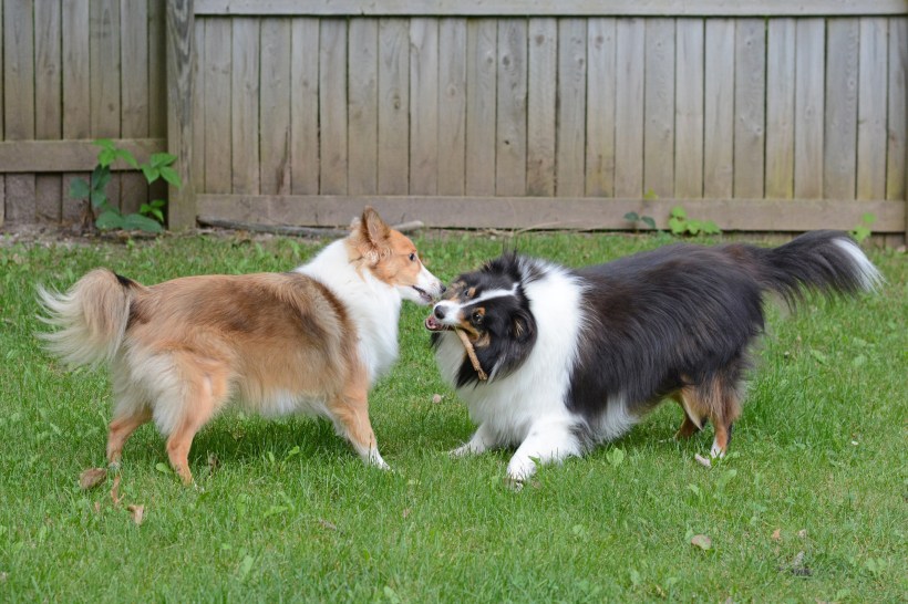 fenced yard for pets with two shetland sheepdogs playing with a stick