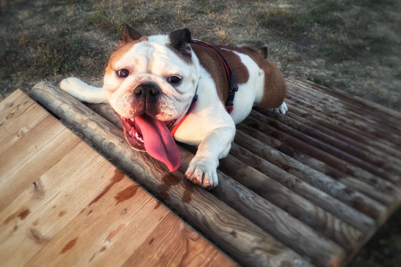 custom design outdoor wood deck ramp for pets with a bulldog climbing up