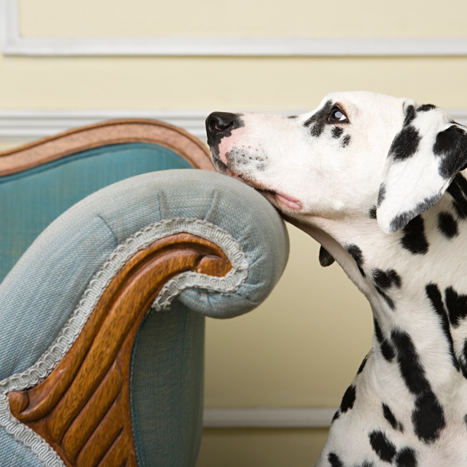 pet-friendly-homes-make-dogs-happy-dalmation-head-on-couch