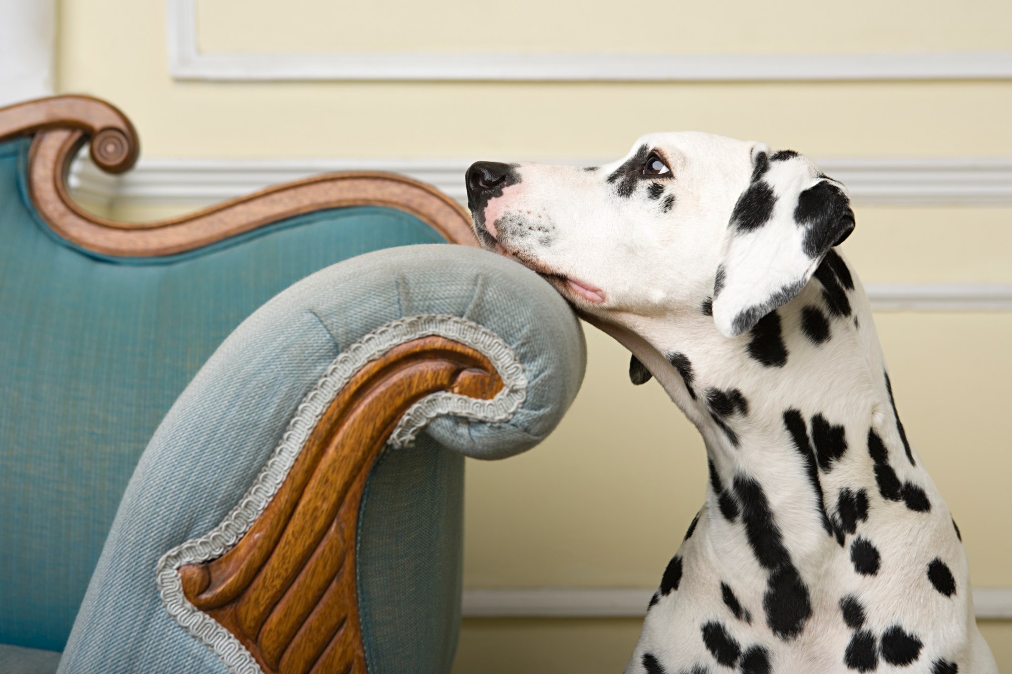 pet-friendly-homes-make-dogs-happy-dalmation-head-on-couch
