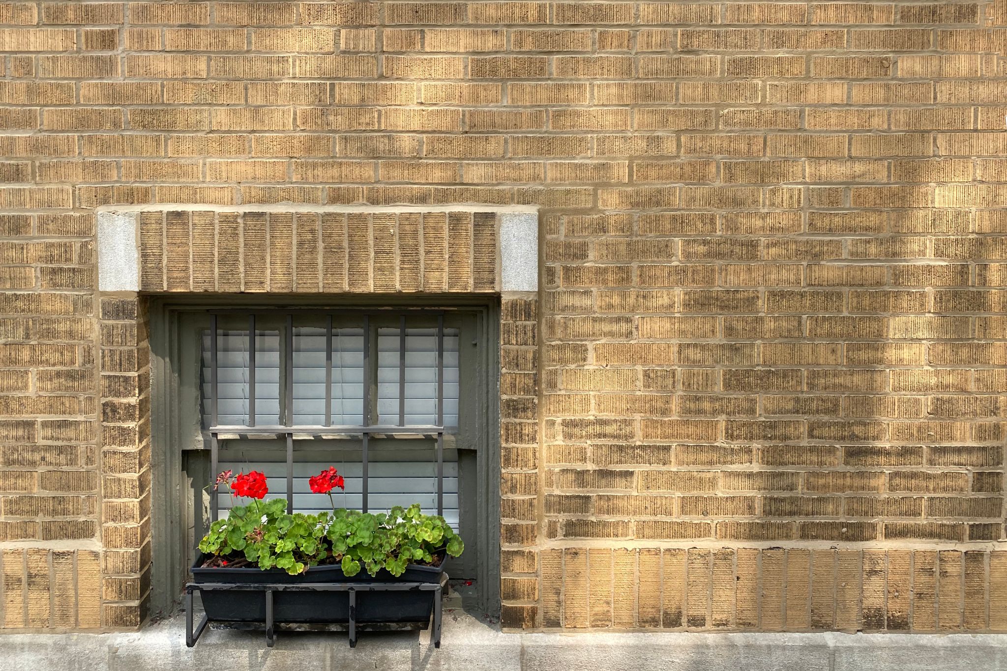 window security bars safety red geraniums in a flower box outside of a street level window with security bars