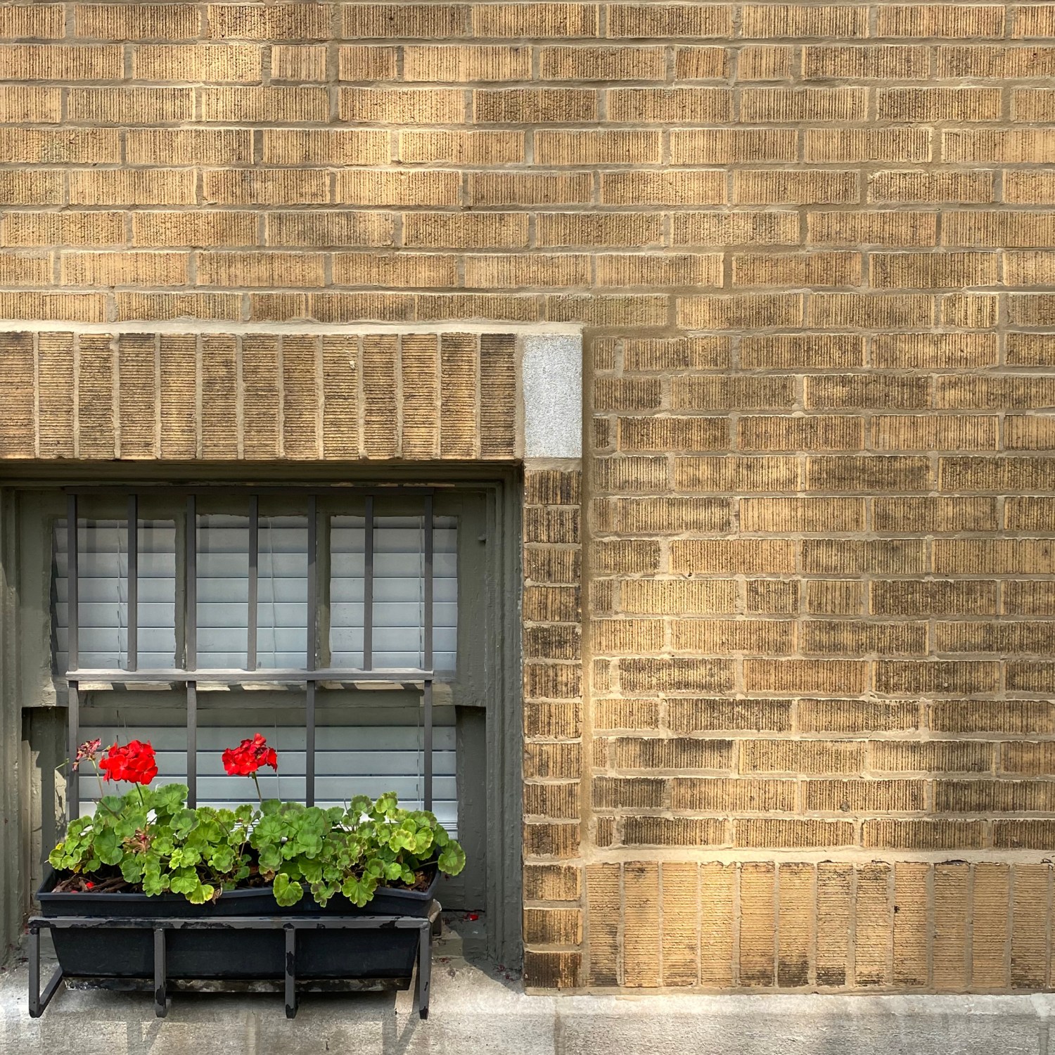 window security bars safety red geraniums in a flower box outside of a street level window with security bars
