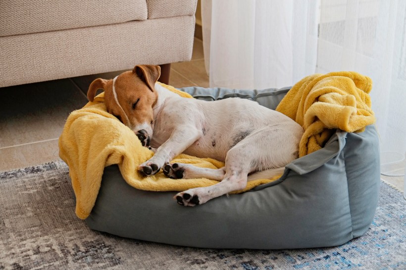 wash just about anything washing machine tips image of a jack russell terrier sleeping with a yellow blanket on a plush gray dog bed