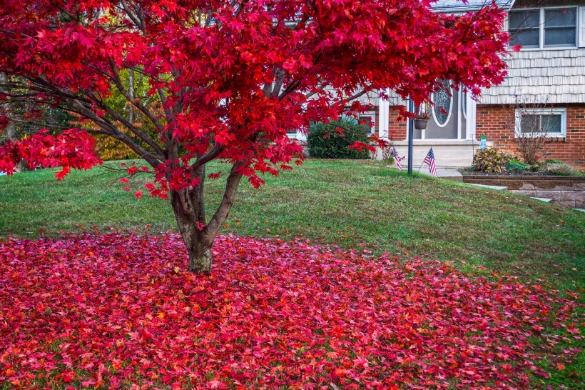 vibrant red leaves on the branches and around the trunk of a Japanese Maple in late fall on the front lawn of a split level house with white siding and red brick