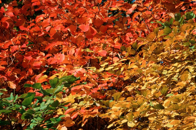 a Katsura tree has bright reddish orange and golden leaves changing in fall