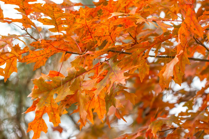 close up of orange and green leaves of a Scarlet Oak tree in autumn