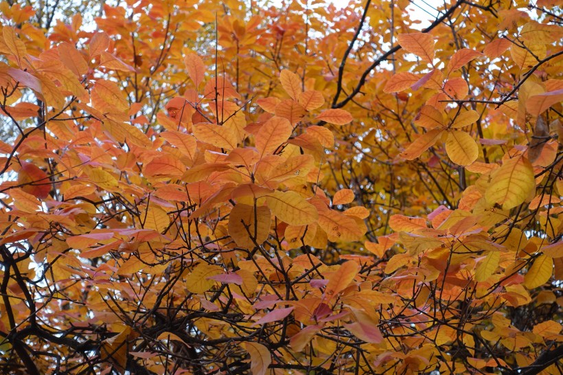 closeup of vivid orange and golden leaves of a Smoketree in autumn