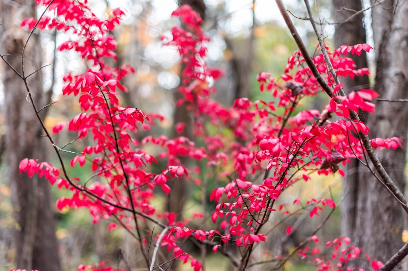 vibrant red foliage of a Sourwood tree leaves in autumn with blurred background of trees that have already lost their leaves and other trees still changing color