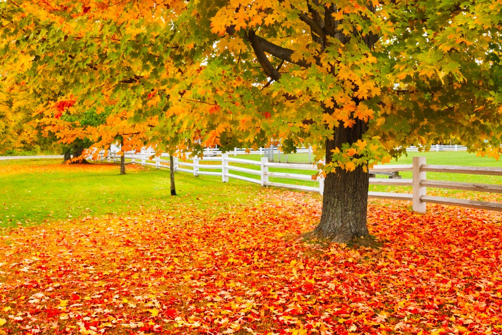 bright leaves of gold orange yellow red and green of a Sugar Maple autumn foliage on the branches and across the green grass along a white picket fence