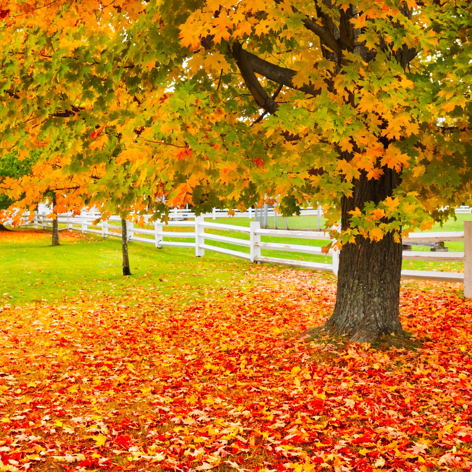 bright leaves of gold orange yellow red and green of a Sugar Maple autumn foliage on the branches and across the green grass along a white picket fence