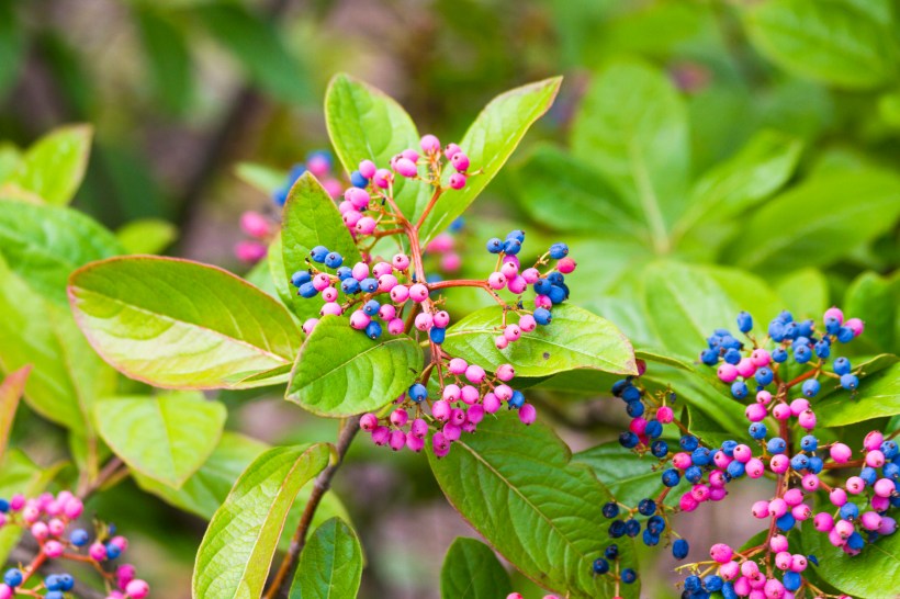 colorful pink and purple berries with red and orange edges of waxy green leaves on a Viburnum Nudum shrug