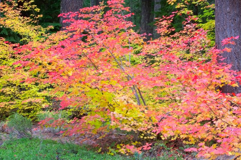 bright red orange yellow and green leaves of a Vine Maple tree in fall in a garden edge along the grass